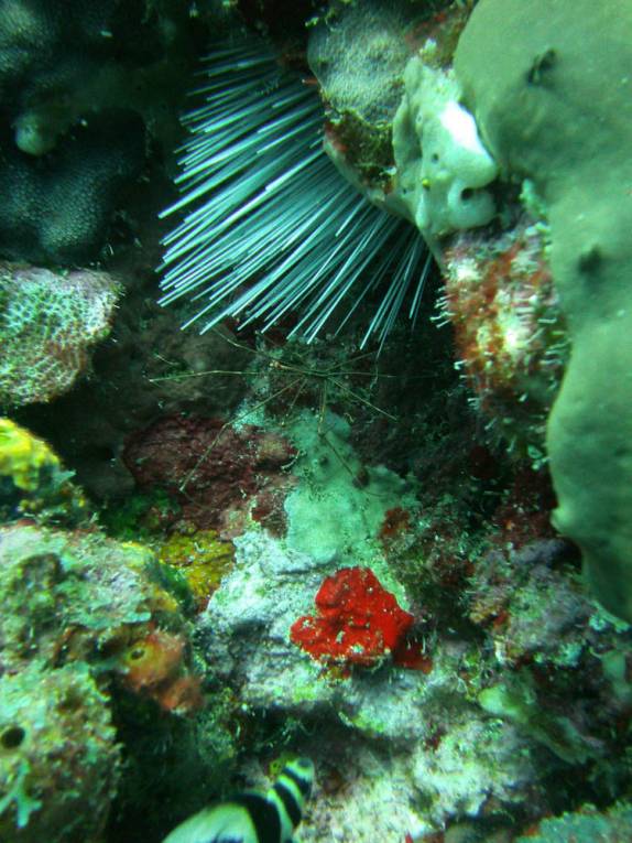 Muita vida durante mergulho nas paredes submersas ao sul de Roseau, em Parque Nacional submarino em Dominica, no Caribe